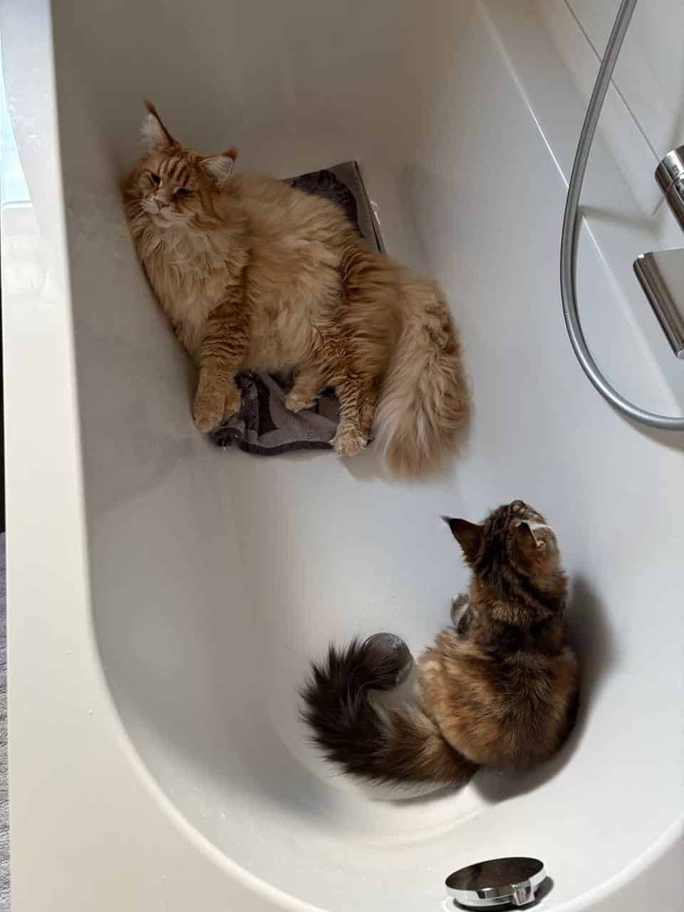 Die Wanne ist voll juhuhuhu Die Wanne ist voll juhuhuhu