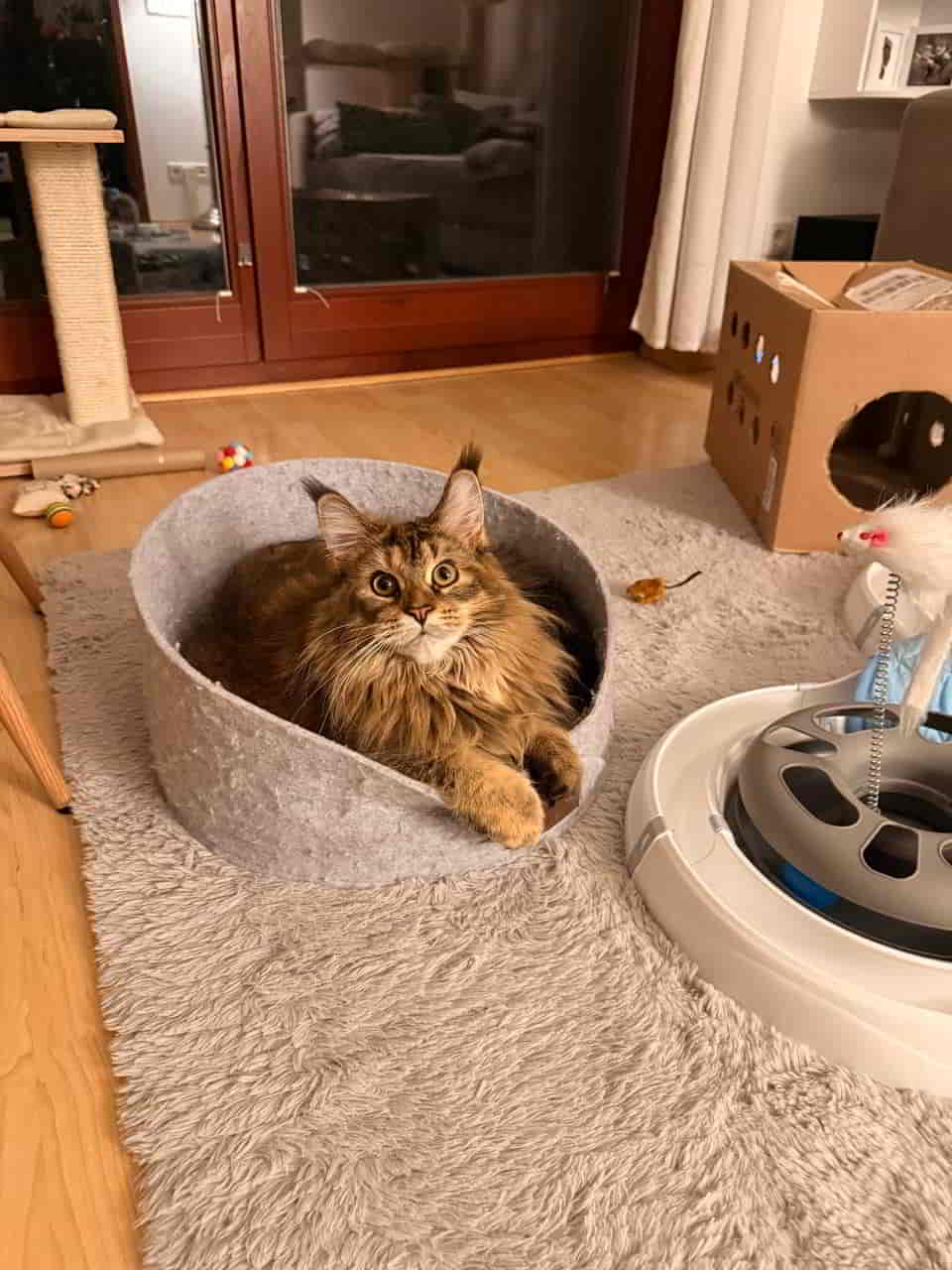 Die frühe Maine Coon… bestimmt, wann die Nacht vorüber ist Die frühe Maine Coon… bestimmt, wann die Nacht vorüber ist