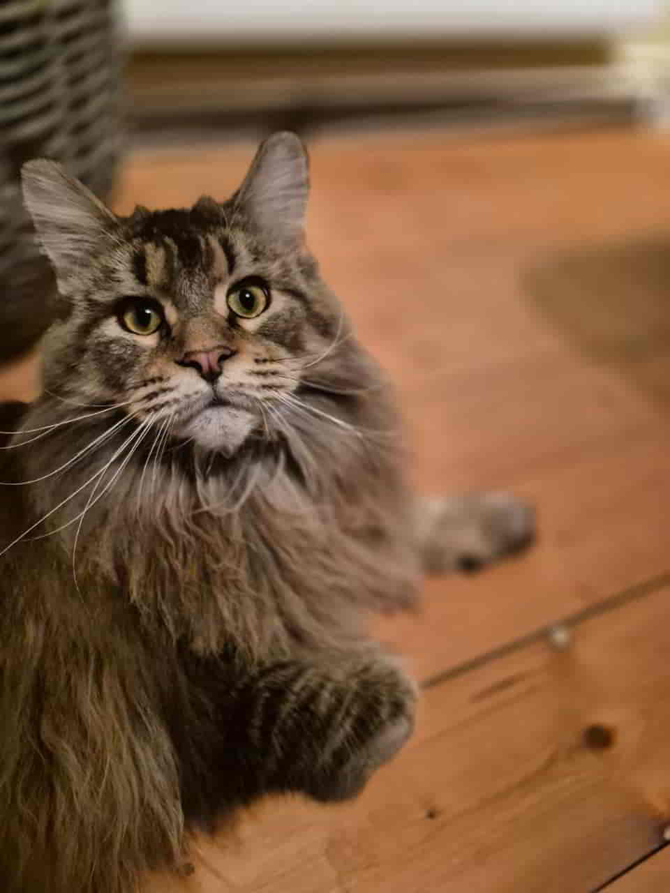 Dina Ballerina ist schon eine richtige Lady geworden Dina Ballerina ist schon eine richtige Lady geworden