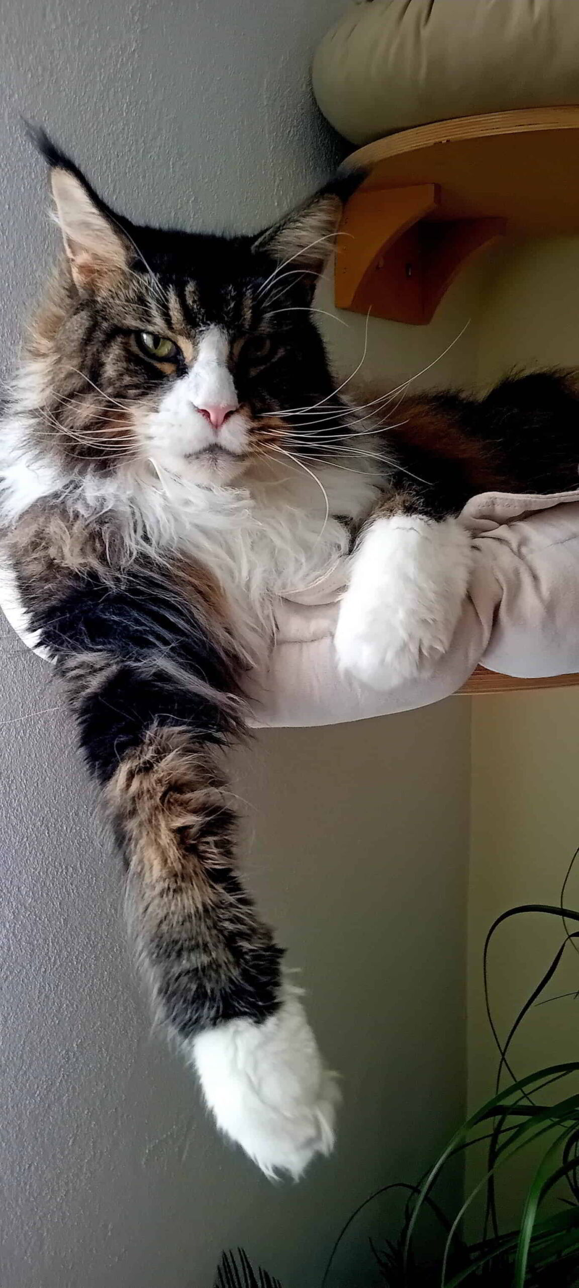 Dirk of Maine Coon Castle Dirk of Maine Coon Castle