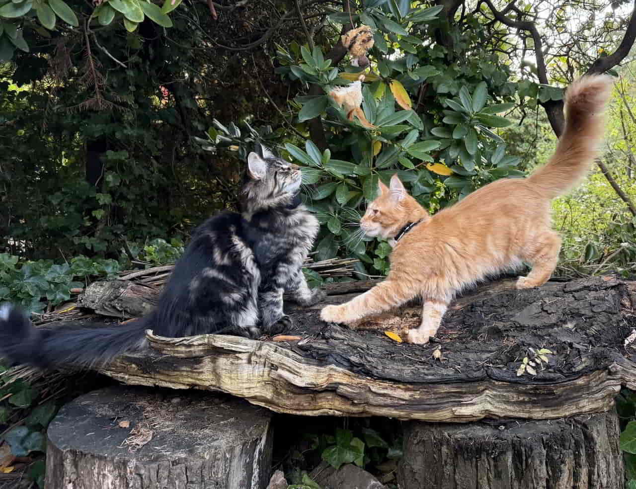 E4 Enzo & D4 Dean 18 Wochen alt E4 Enzo & D4 Dean 18 Wochen alt