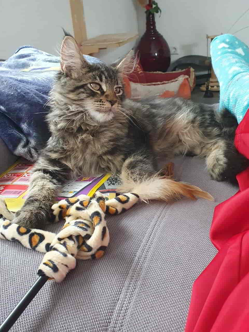 Easy Mein kleiner Prinz, 17 Wochen alt und 2560 g Easy Mein kleiner Prinz, 17 Wochen alt und 2560 g