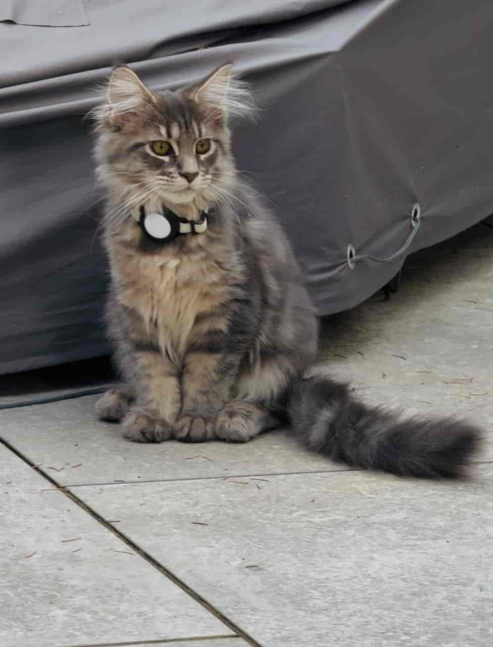 Emmy 18 Wochen alt, jetzt bei 2565 g Emmy 18 Wochen alt, jetzt bei 2565 g