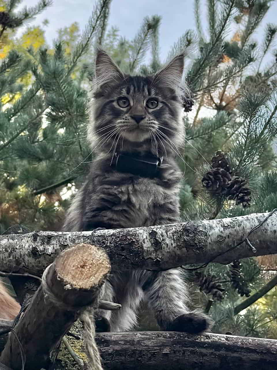 Enzo 19 Wochen 3764g Enzo 19 Wochen 3764g