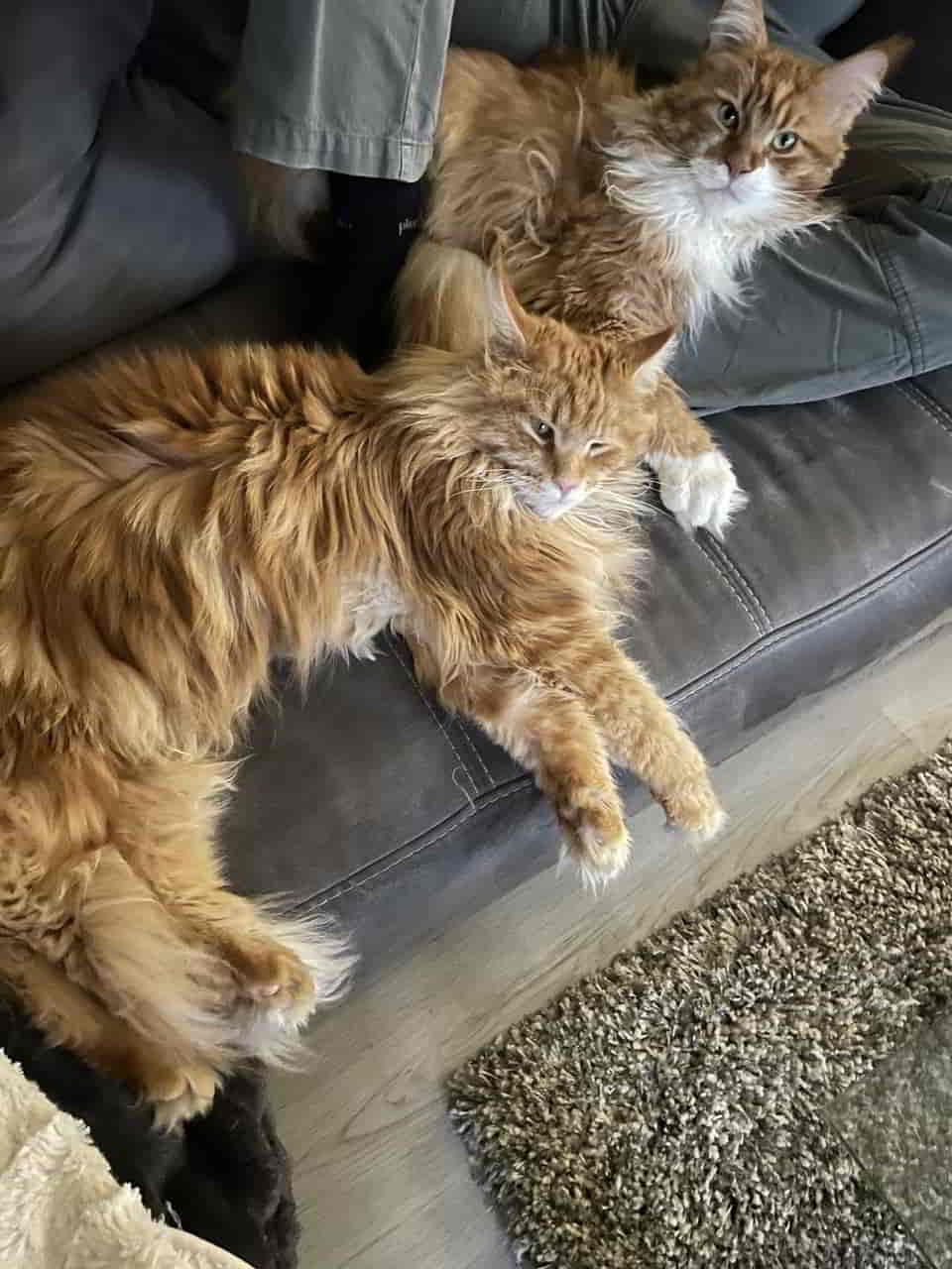 Es muss ausschließlich bequem für die Katze sein Es muss ausschließlich bequem für die Katze sein