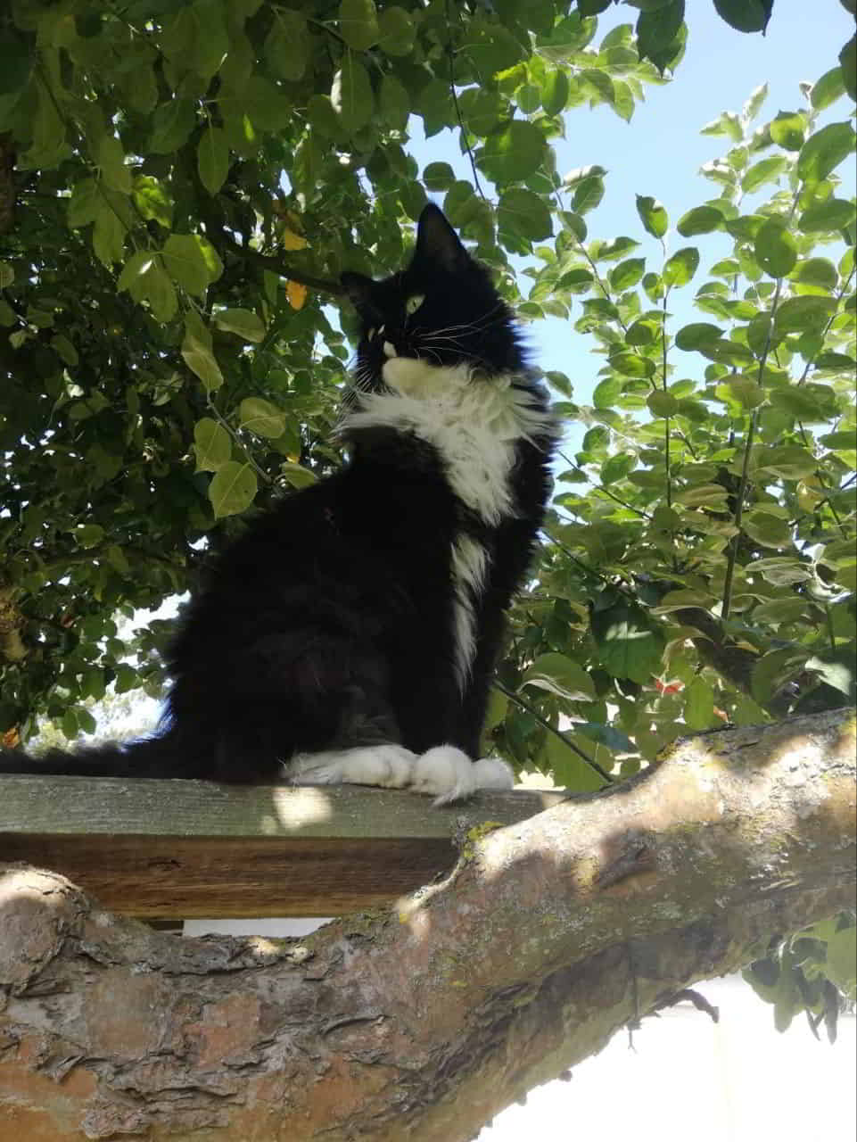 Glotzgofsgi Glotzgofsgi