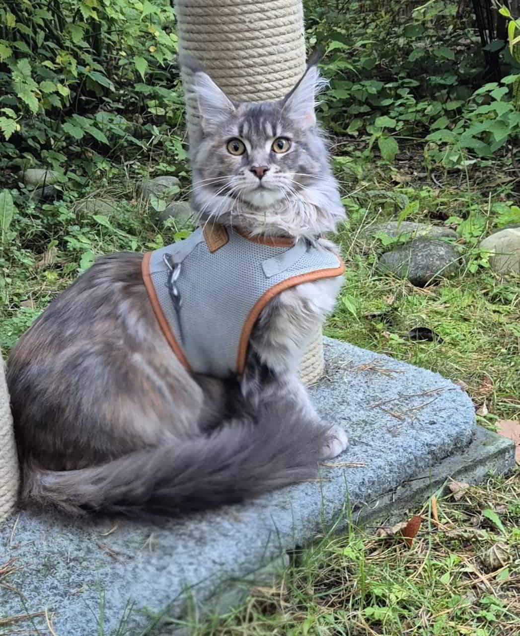 Großes Mädchen Bessie Großes Mädchen Bessie