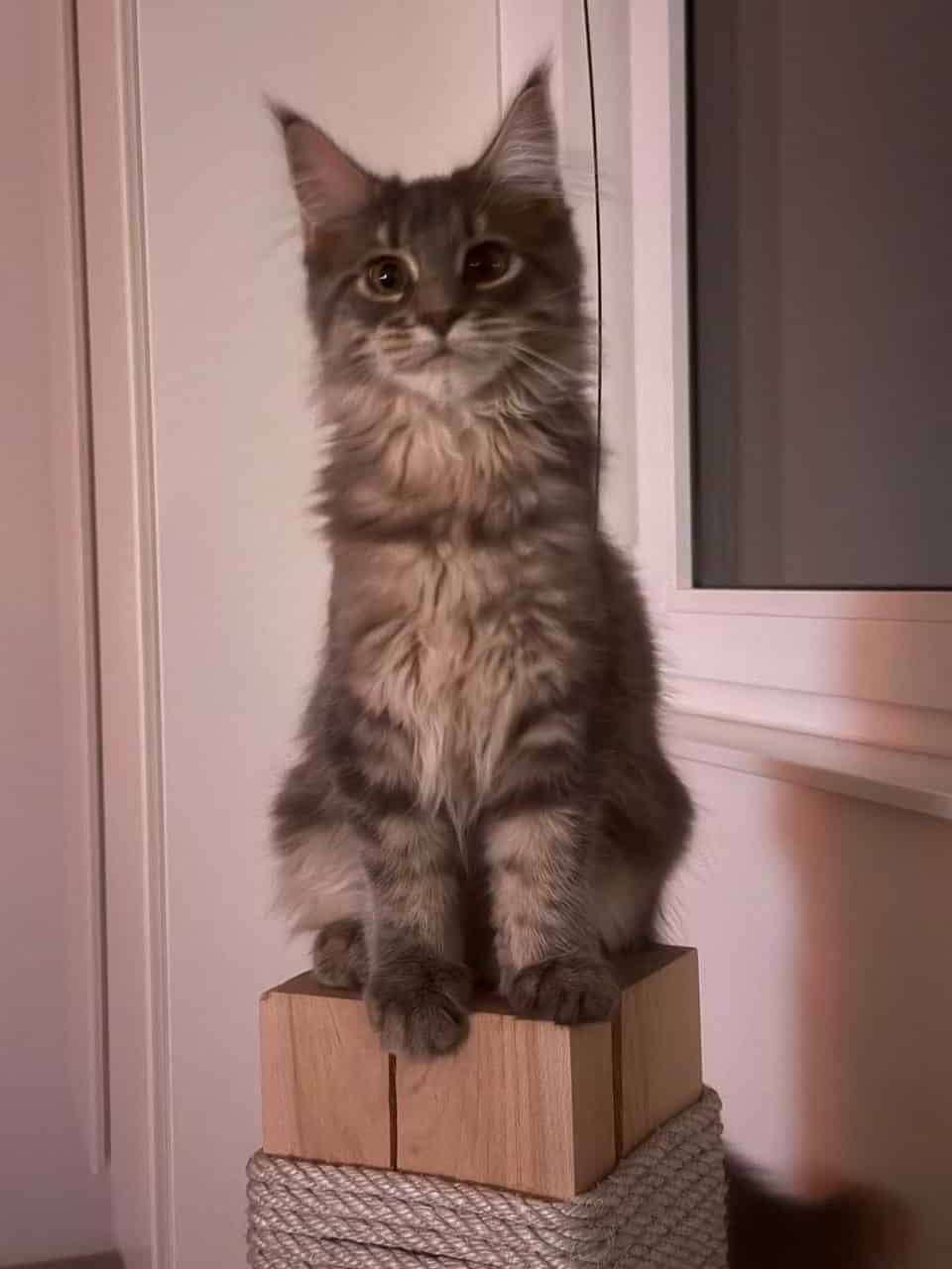 Guten Morgen von Emmy Guten Morgen von Emmy