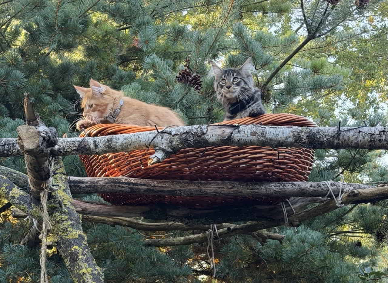 Heute wurde der Outdoorkatzenbaum erobert