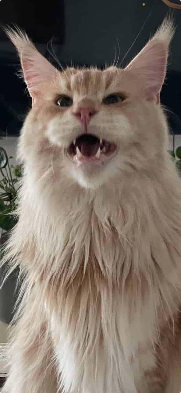 Ich bin der König der Weeeelt Ich bin der König der Weeeelt