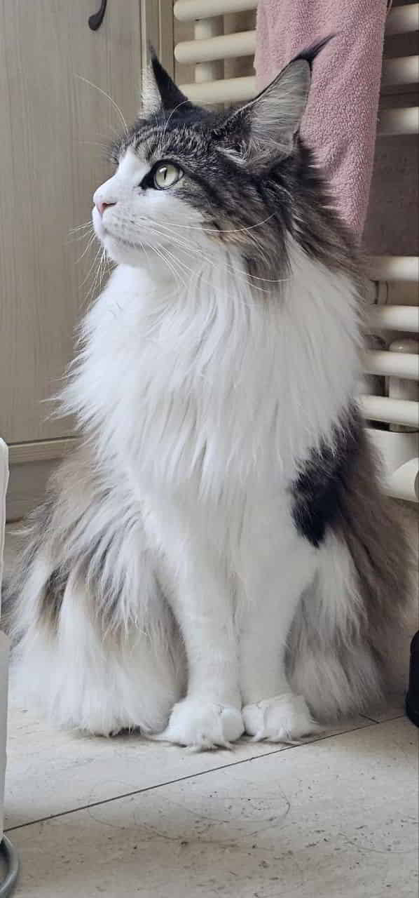 Ich bin wunderschön und ich weiß es Ich bin wunderschön und ich weiß es