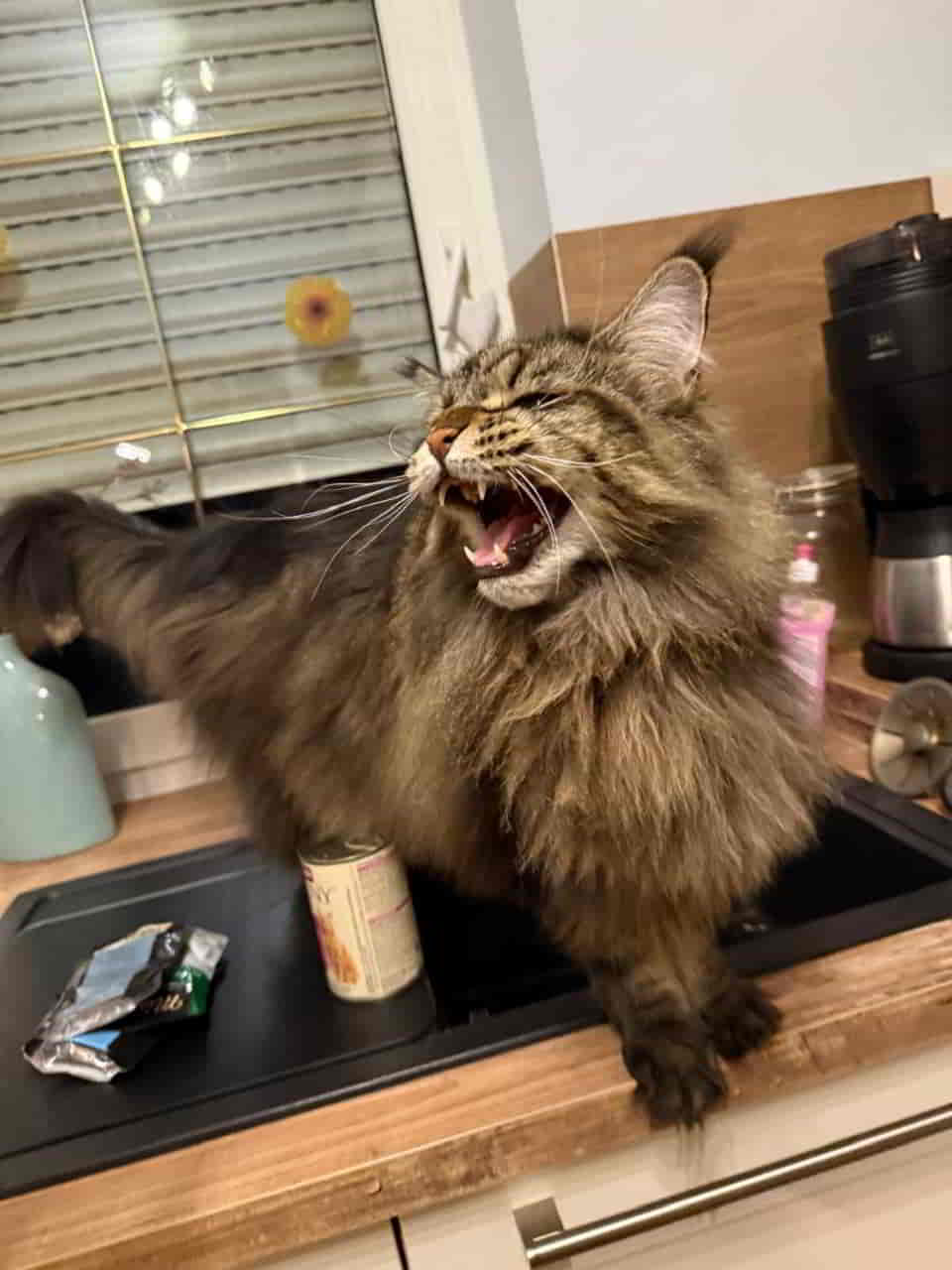 Ich glaube der Peppo ist sauer weil wir immer noch nicht zurück sind. Ich glaube der Peppo ist sauer weil wir immer noch nicht zurück sind.