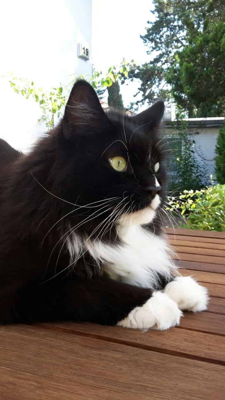 In Erinnerung an Willy (Glotzgofsgi) In Erinnerung an Willy (Glotzgofsgi)