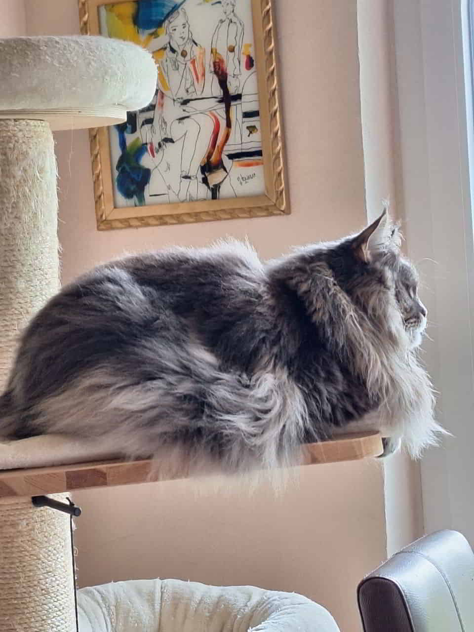 Jada unsere sächsische Sphinx. Das perfekte Profil Jada unsere sächsische Sphinx. Das perfekte Profil