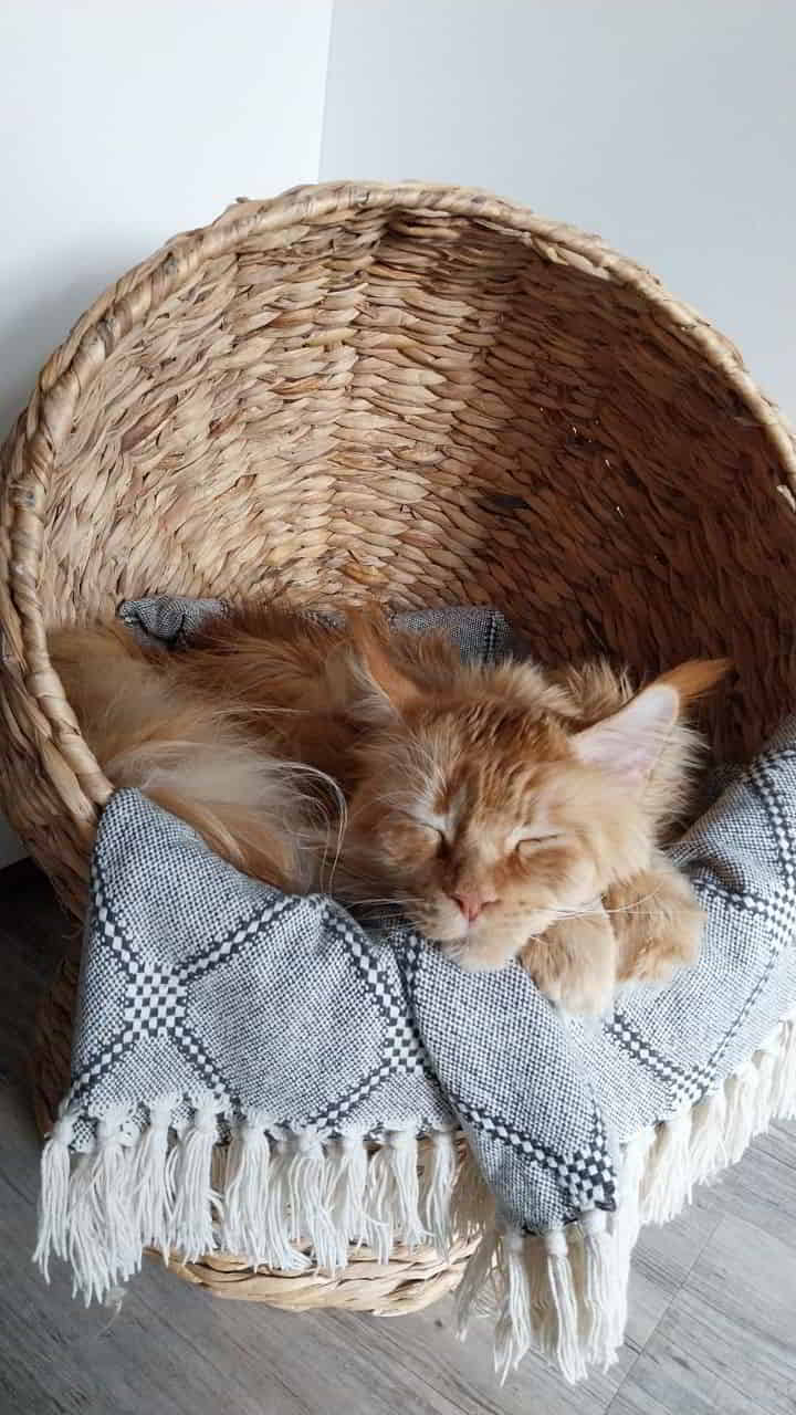 Katzenkobra Dave Katzenkobra Dave