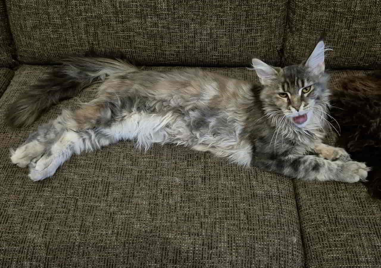 Klein Bessie Klein Bessie