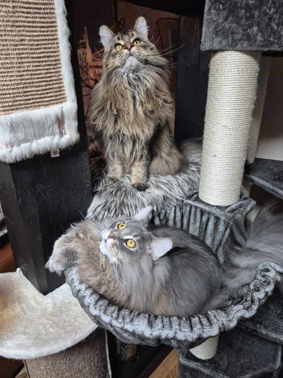 Kolja und Dina Kolja und Dina