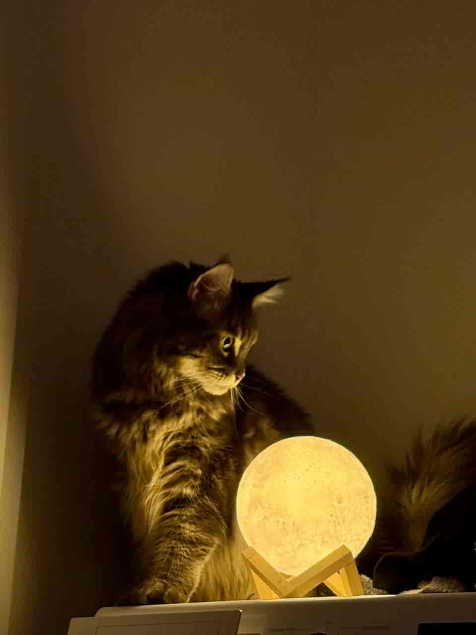 Layci die Himmlische Gebieterin Layci die Himmlische Gebieterin