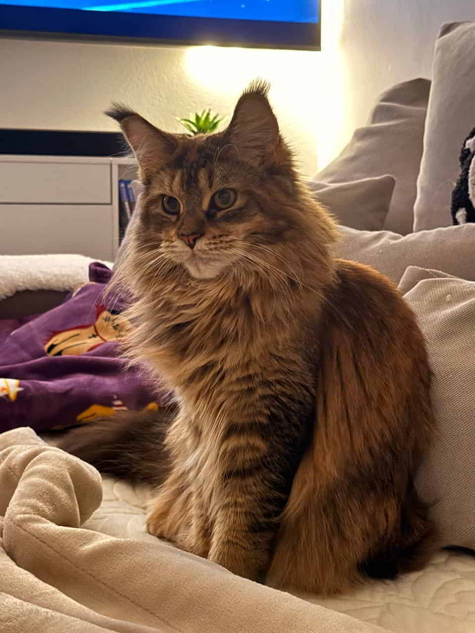 Milas Krönung Milas Krönung