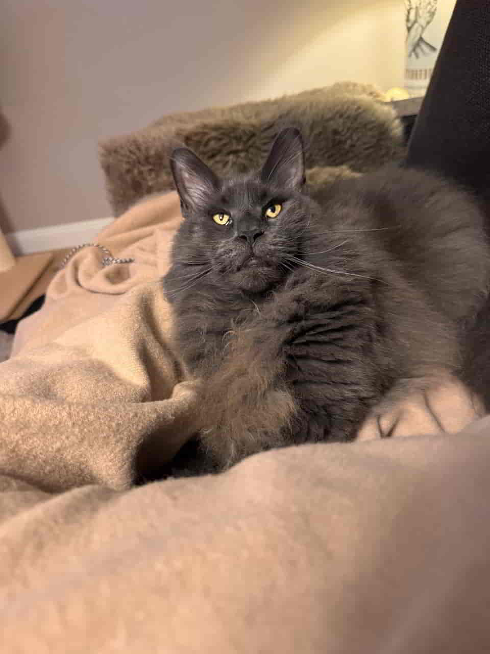 Mischa döst mit uns auf‘m Sofa Mischa döst mit uns auf‘m Sofa