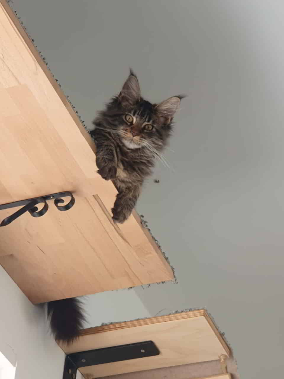 Prinz Easy of MCC Prinz Easy of MCC