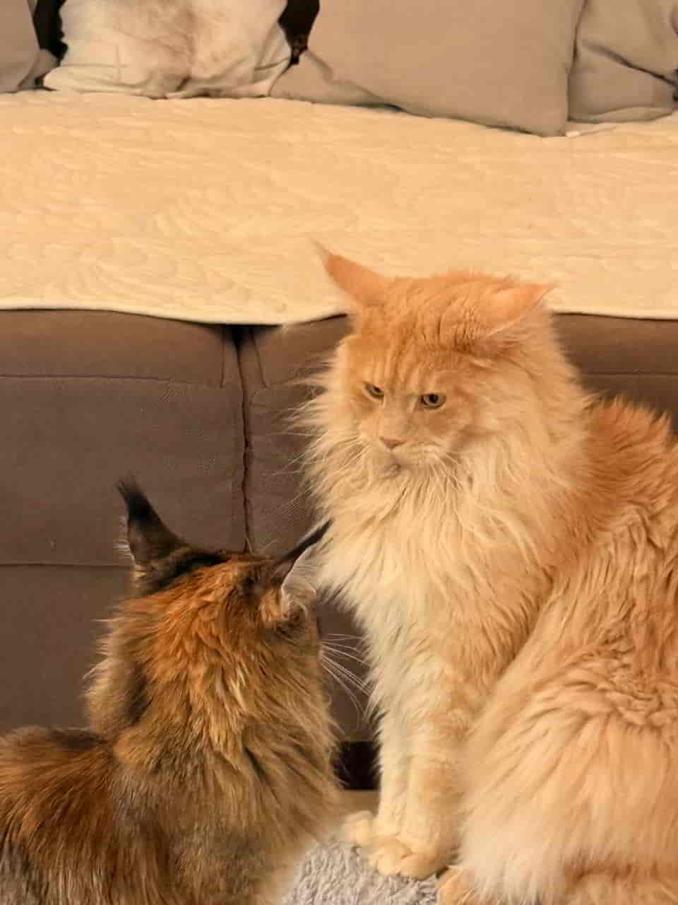 Quieti ist rückwärts gelaufen, klein Mila hat ihn im Griff Quieti ist rückwärts gelaufen, klein Mila hat ihn im Griff