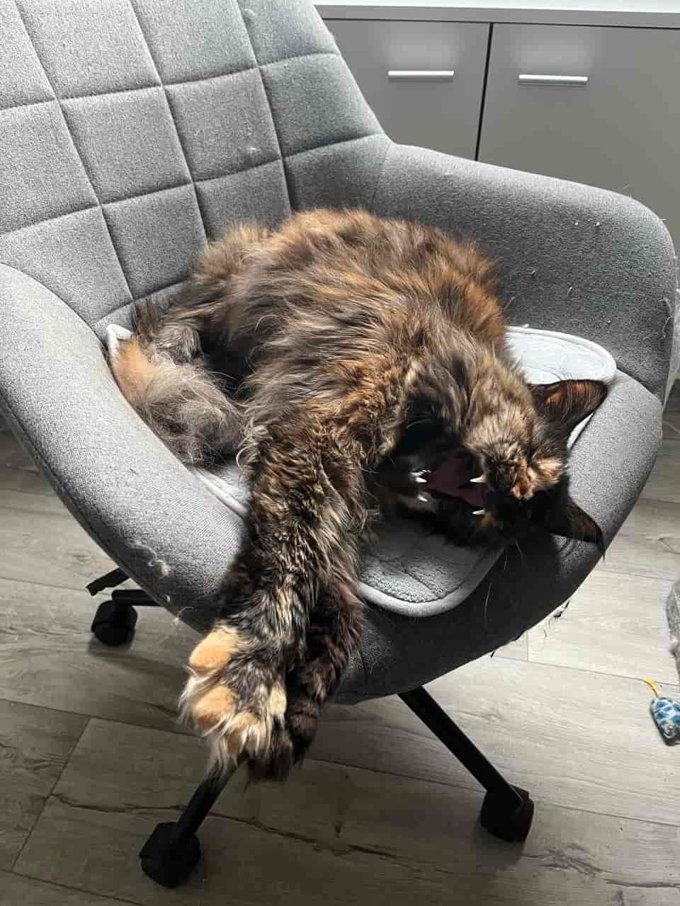 Samantha das Ninjaspinnerkind Samantha das Ninjaspinnerkind