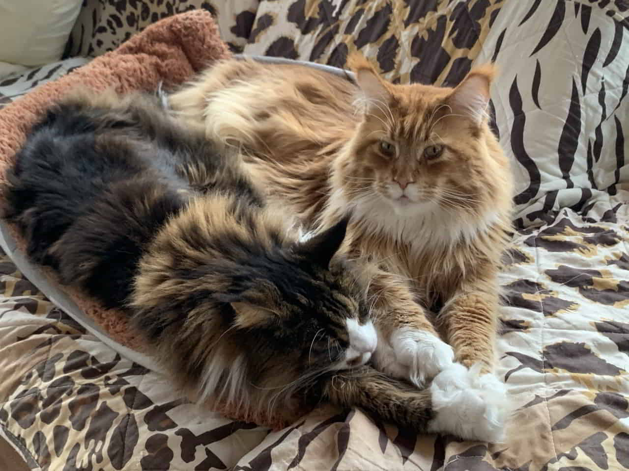 Sauwetter gleich Kuscheltime Sauwetter gleich Kuscheltime