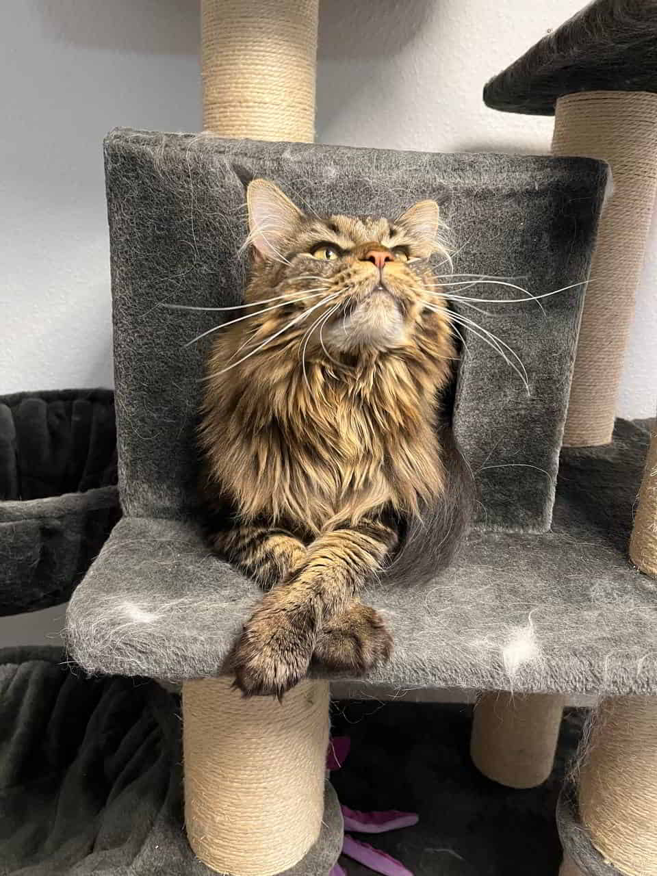 Tabby Sie ist einfach zuckersüß Tabby Sie ist einfach zuckersüß