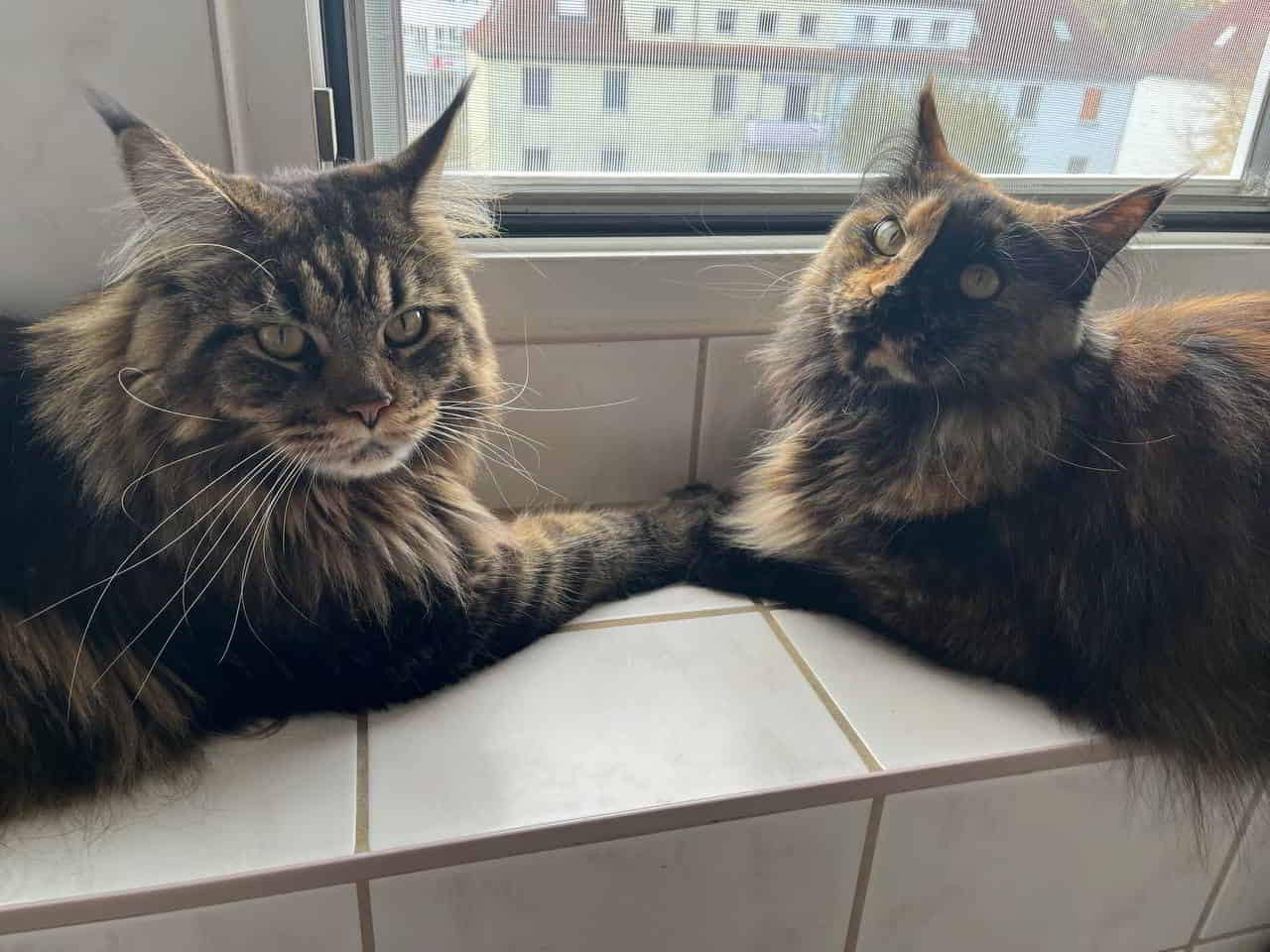 Und Tabby passt wie immer auf die kleine Minininjaspinnerin auf Und Tabby passt wie immer auf die kleine Minininjaspinnerin auf