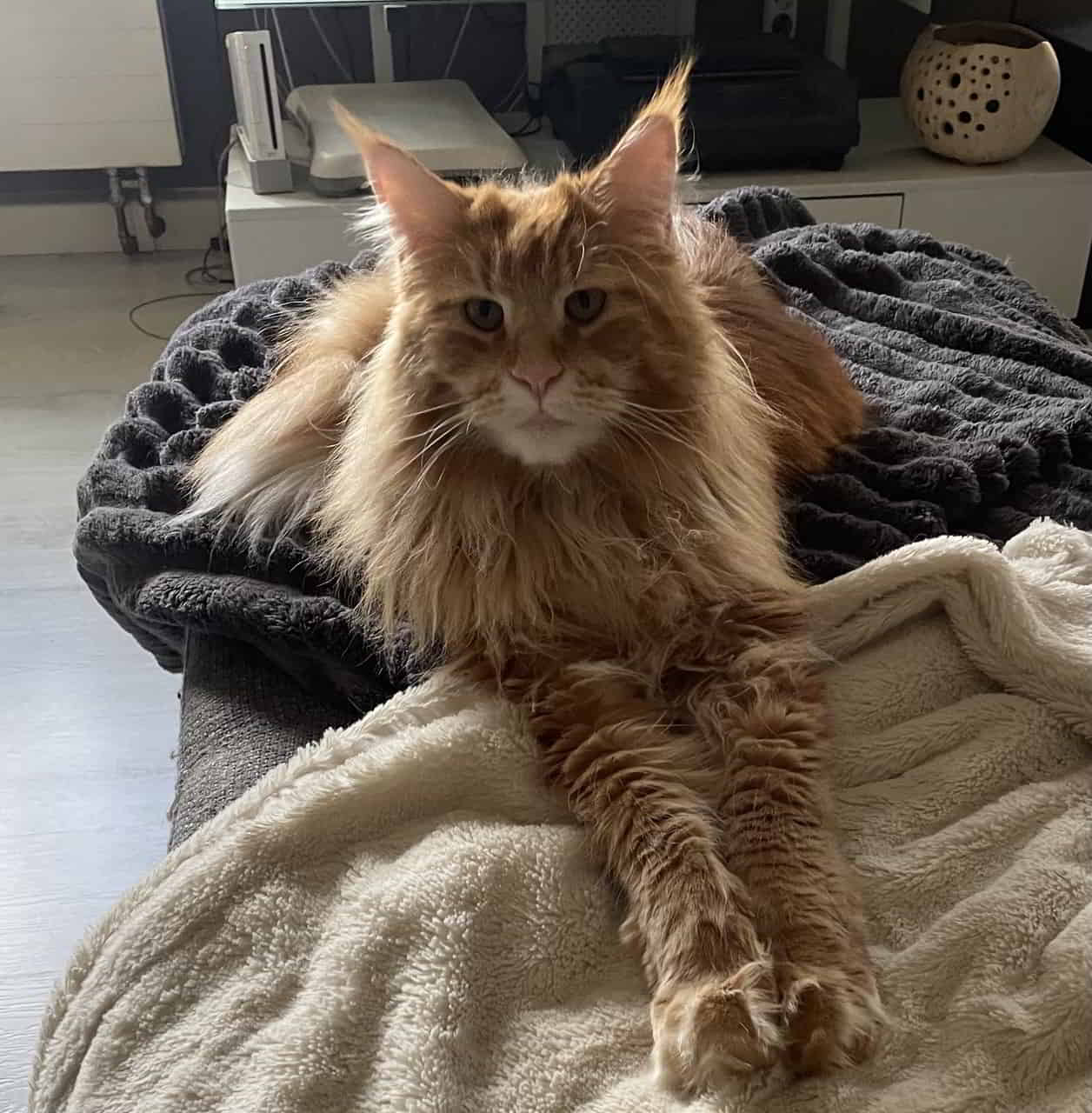 Valentin of MCC wünscht einen schönen Sonntag Valentin of MCC wünscht einen schönen Sonntag