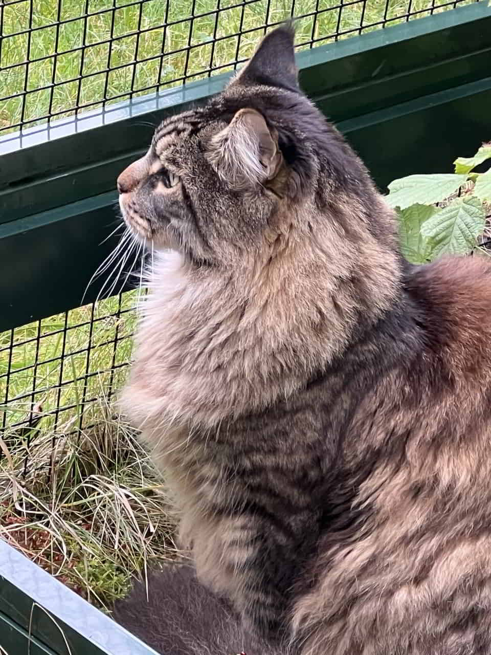 Volker durfte wieder ins Gehege Volker durfte wieder ins Gehege