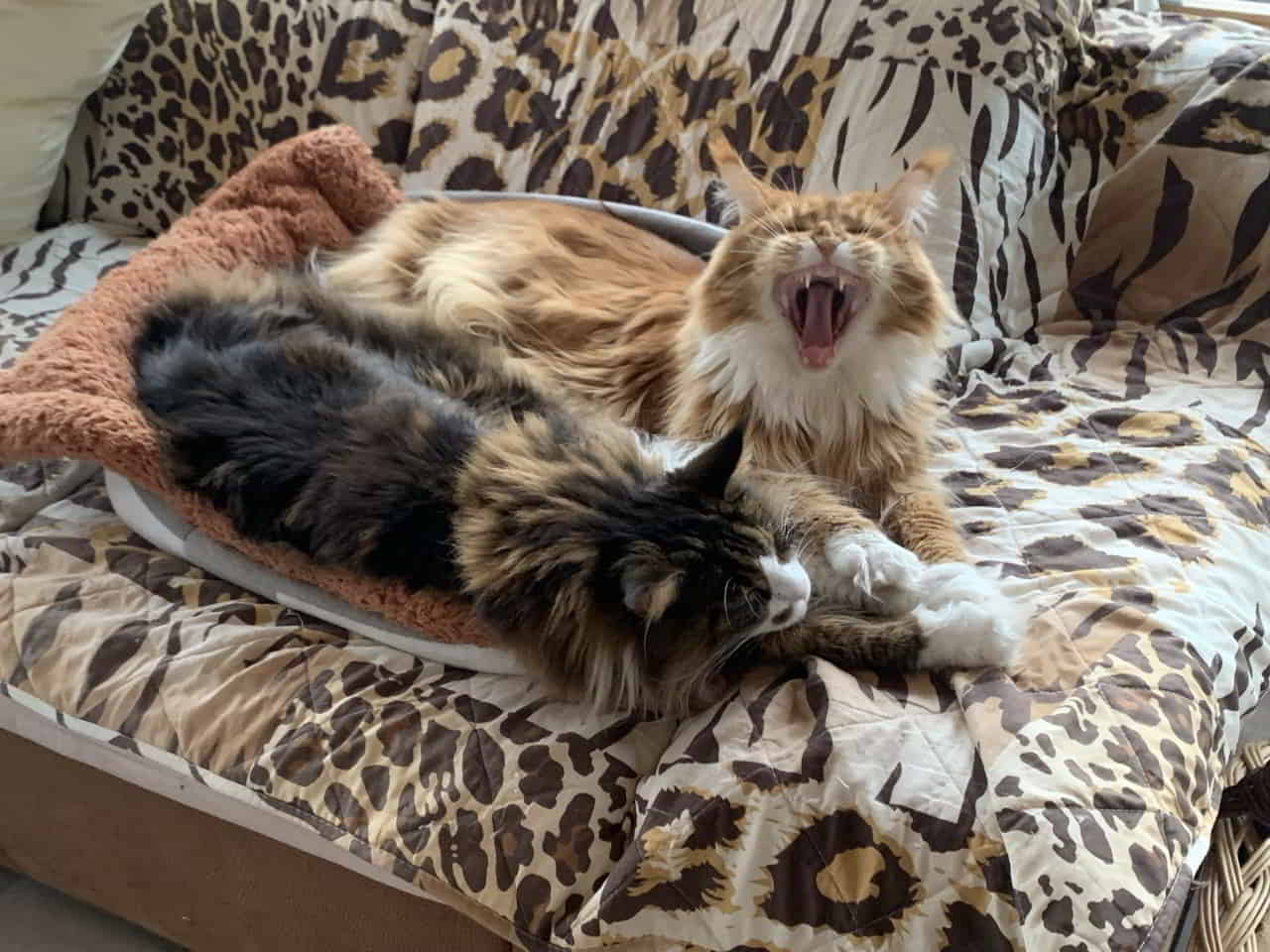 Wenn man nur nicht so müde wäre Wenn man nur nicht so müde wäre