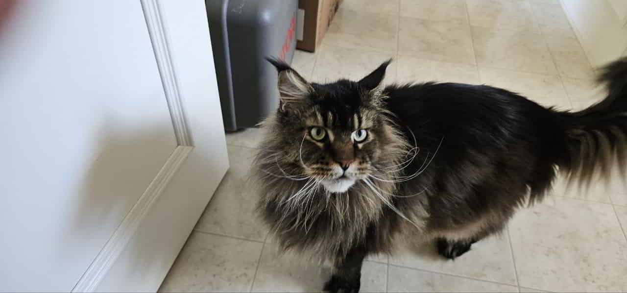 Zeno of Maine Coon Castle Zeno of Maine Coon Castle