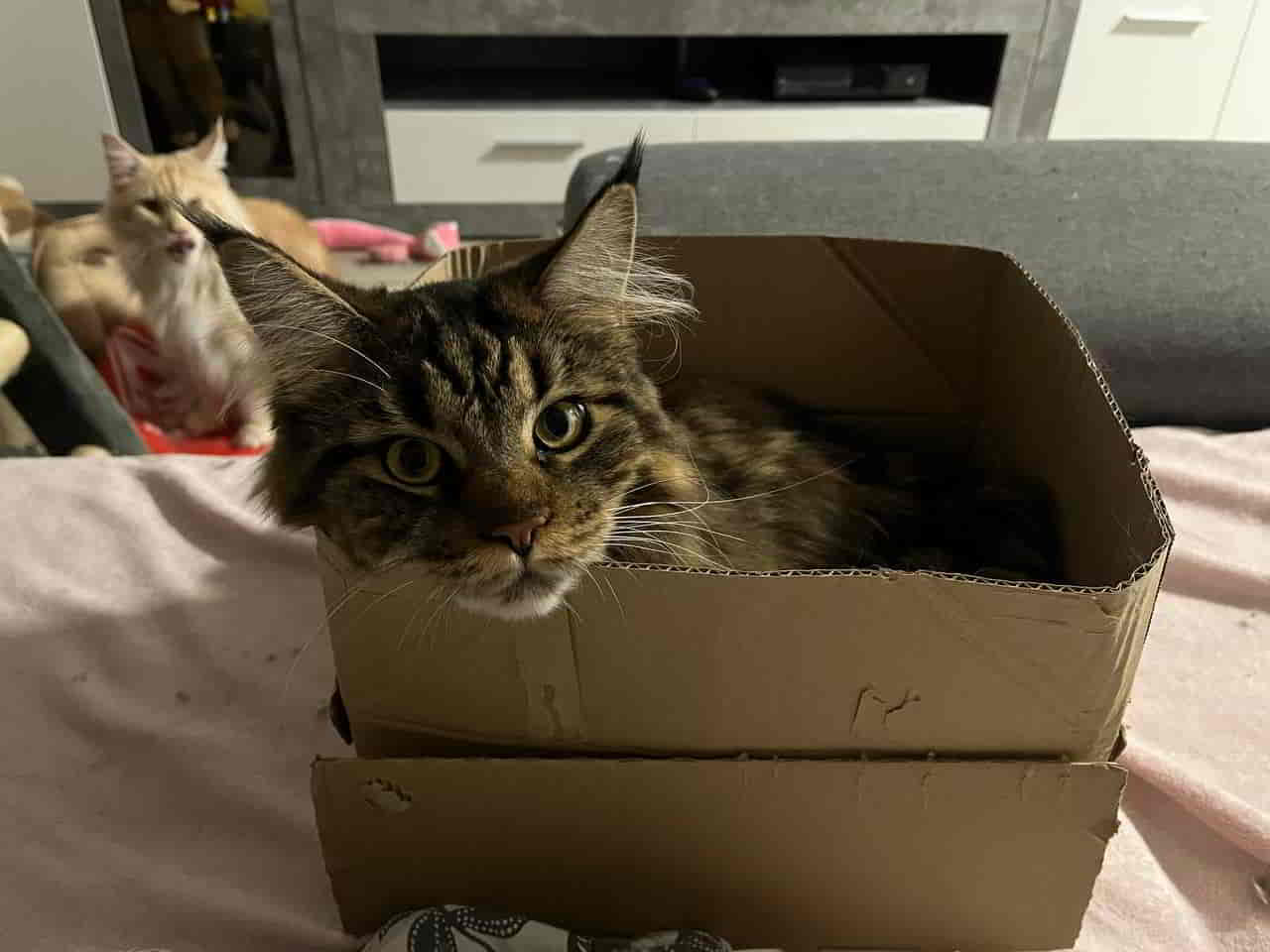 mein zuckersüßer Engel Tabby mein zuckersüßer Engel Tabby