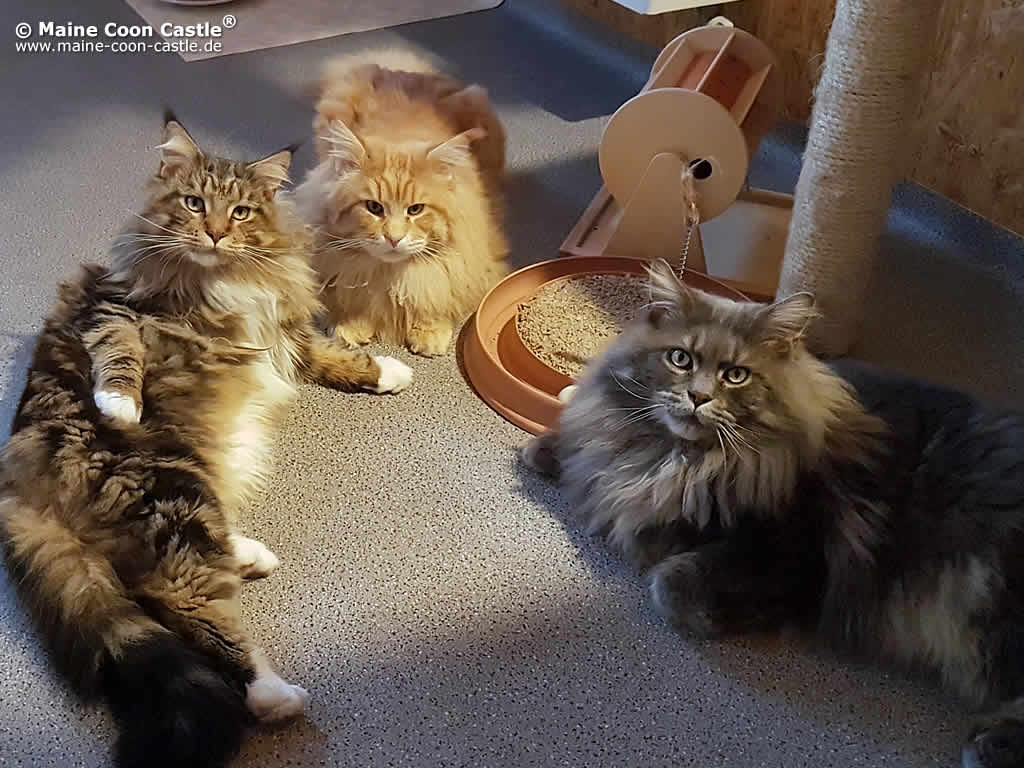 2018 Jungs im Katerhaus