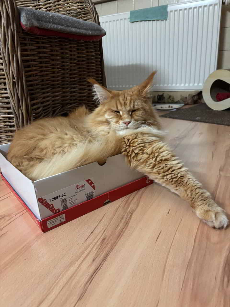 Adam Endlich neue Schuhe