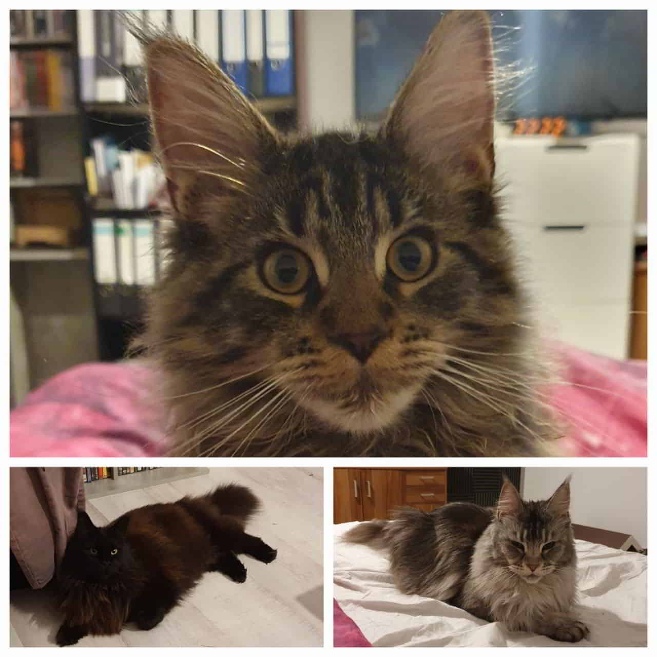 Allgemeine Gewichtskontrolle bei Easy, Hertha und Frannyjpg