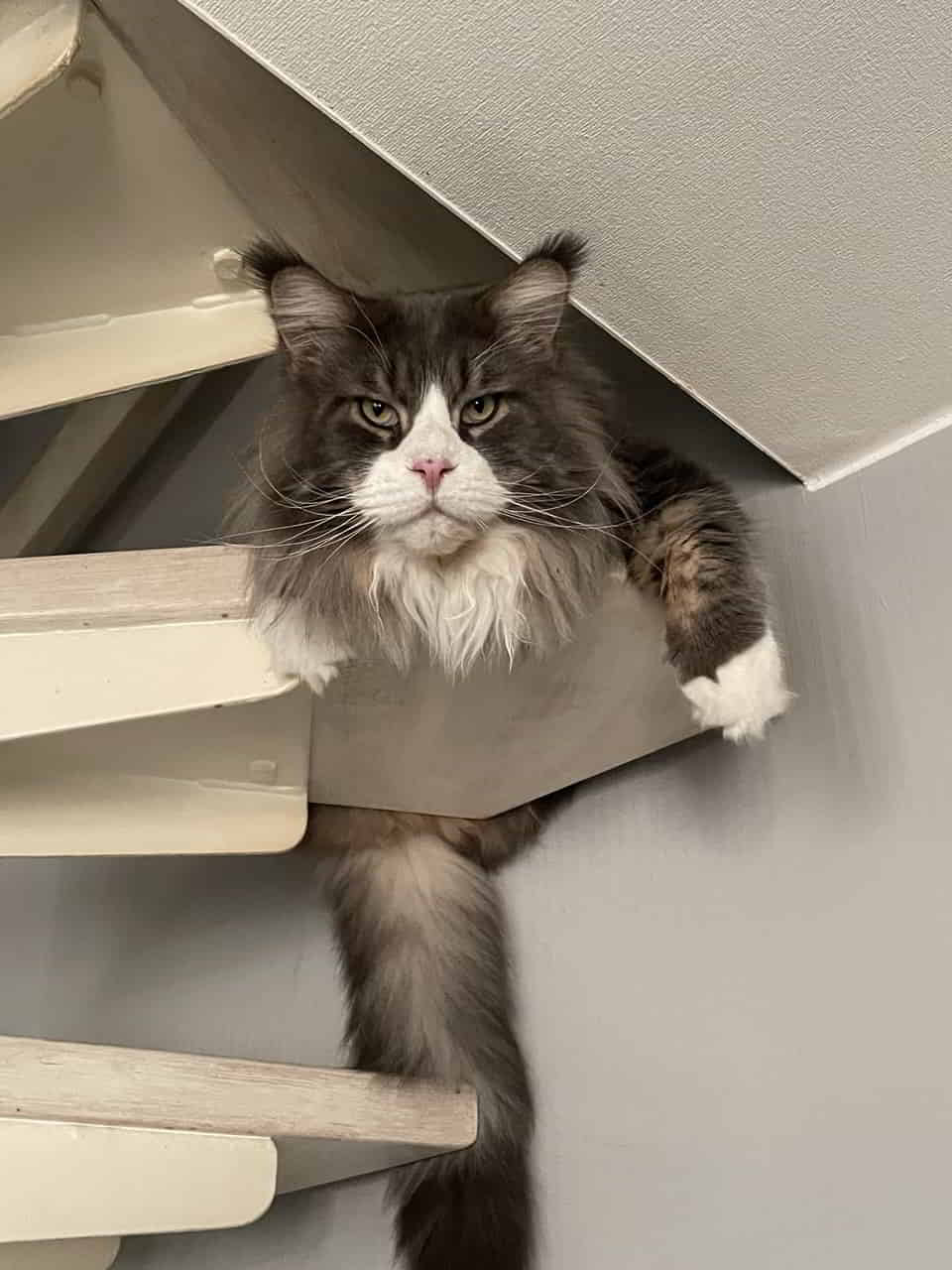 Bin ich ein cooler Typ oder bin ich ein cooler Typ Feiertagsgrüße von Max