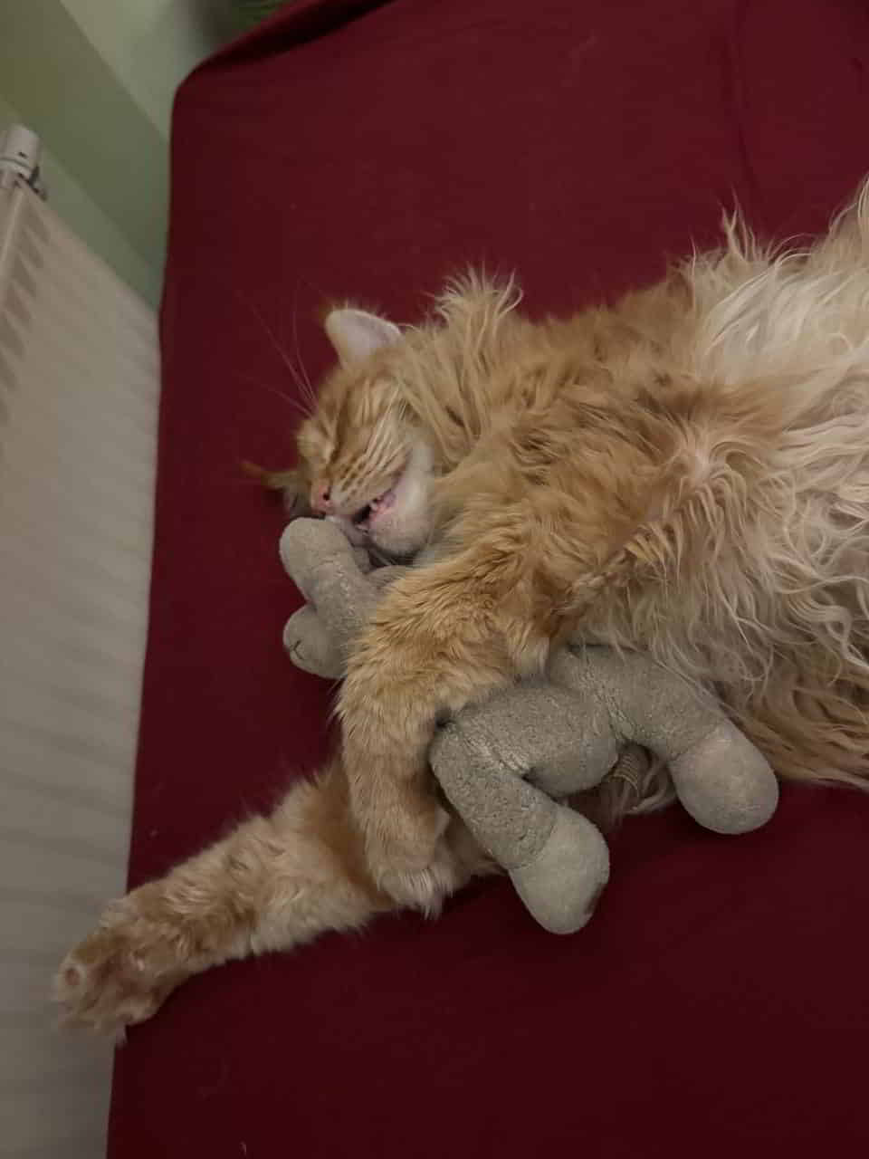 Charlie hat ein Kuscheltier