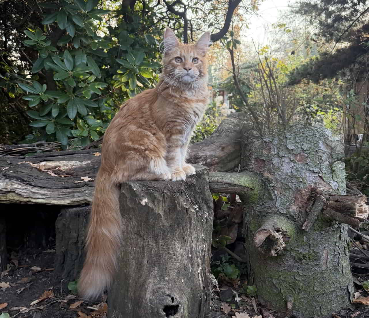 Dean, 5 Monate 4270 g