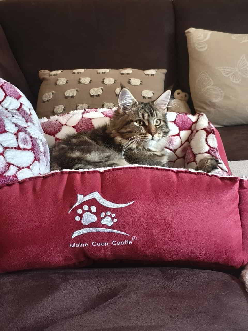 Die Sonntagsaudienz kann beginnen