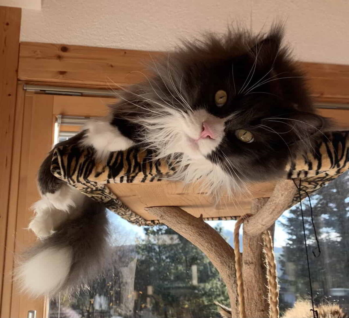 Einzigartig Katzenbilder Katzen Bilder S 252 223