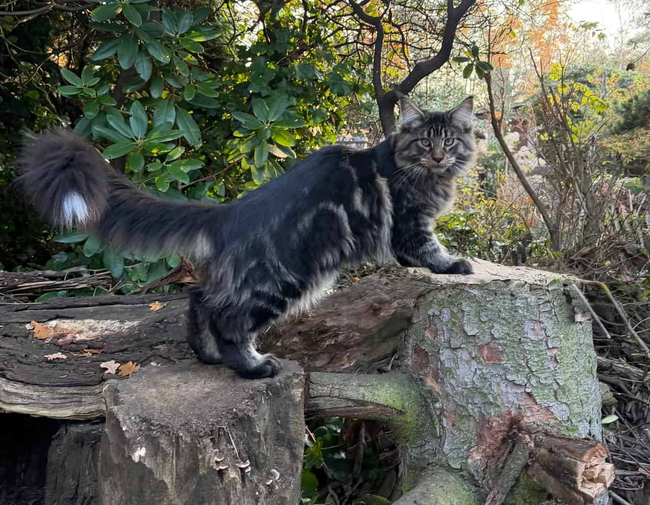 Enzo, 5 Monate 4400 g