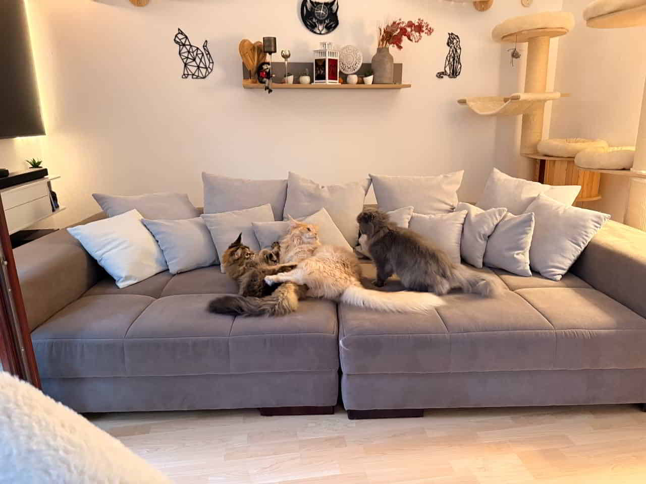 Große Aufregung das Sofa steht anders und sieht anders aus, denn heute kommt ein neues Sofa