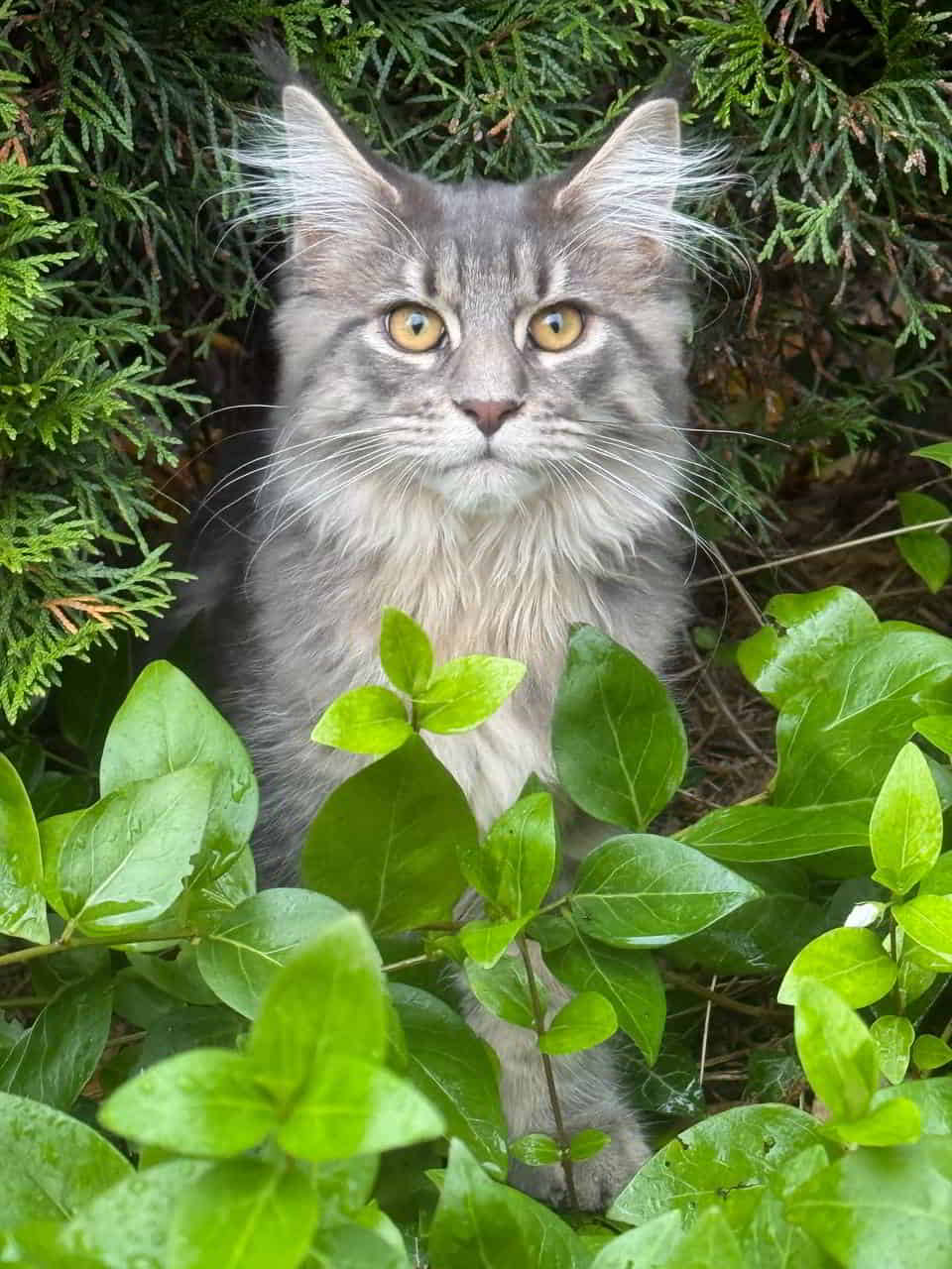 Guten Morgen von Emmy