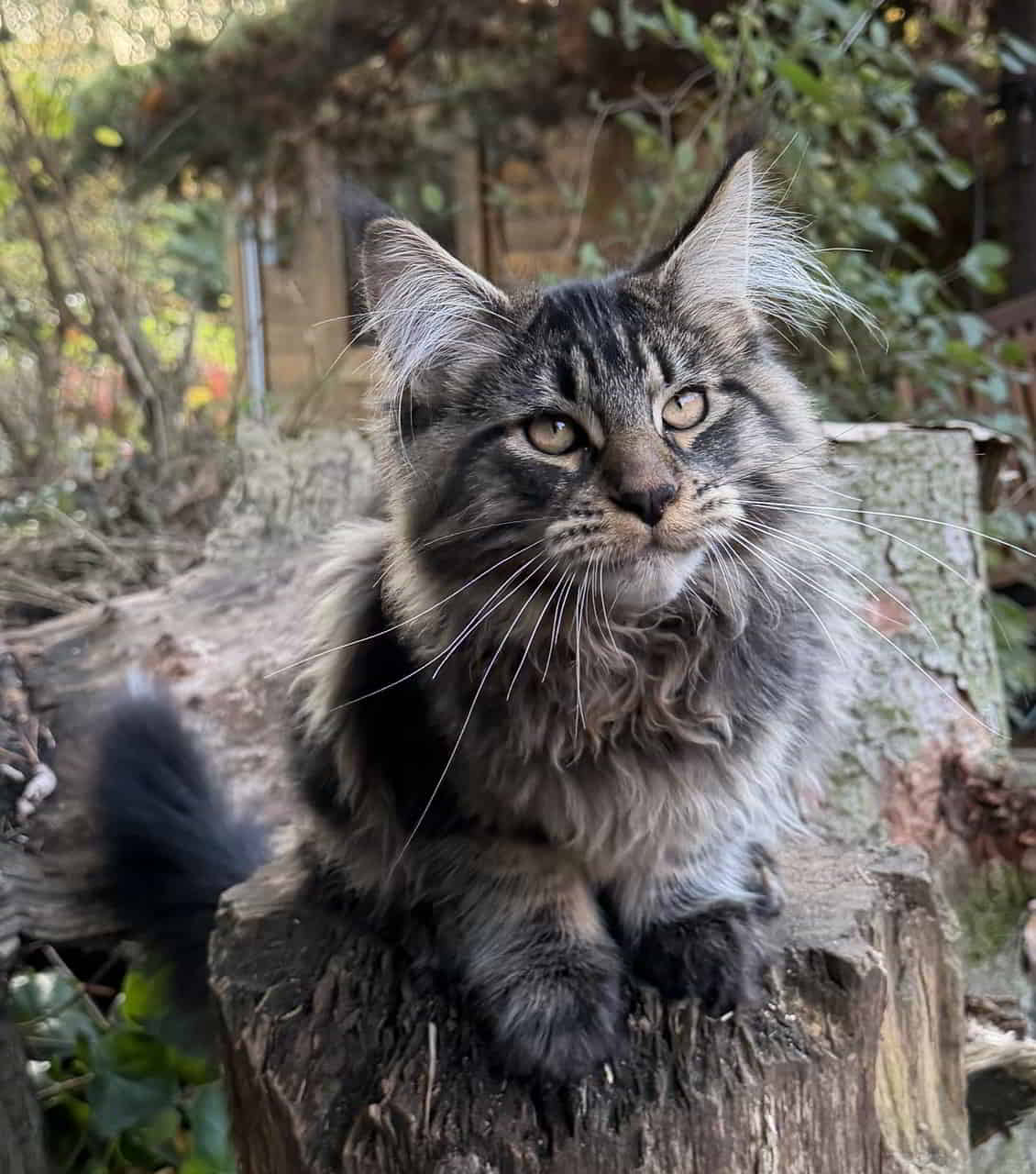 Guten Morgen von Enzo. Berlin meldet Sonnenschein