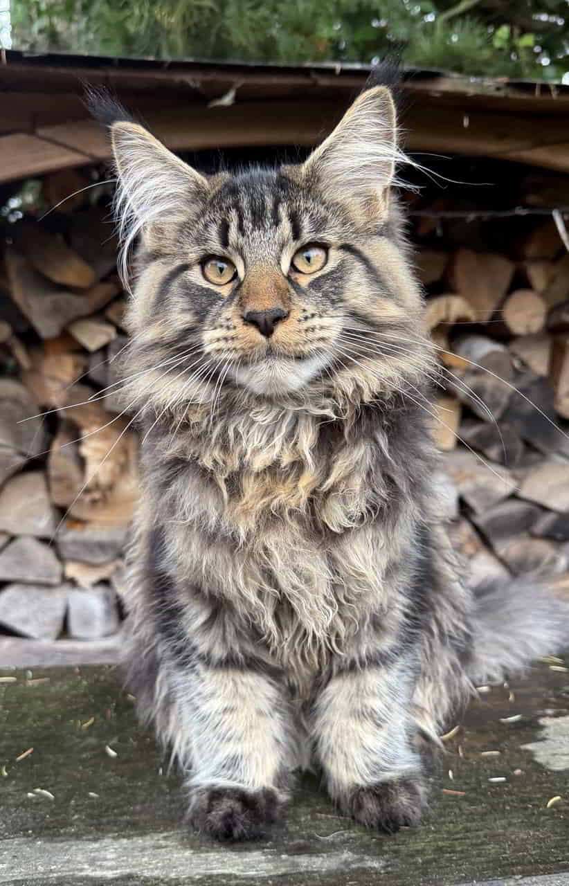 Happy „Caturday“ aus Berlin wünscht allen Geschwistern und der sonstigen Verwandtschaft Enzo