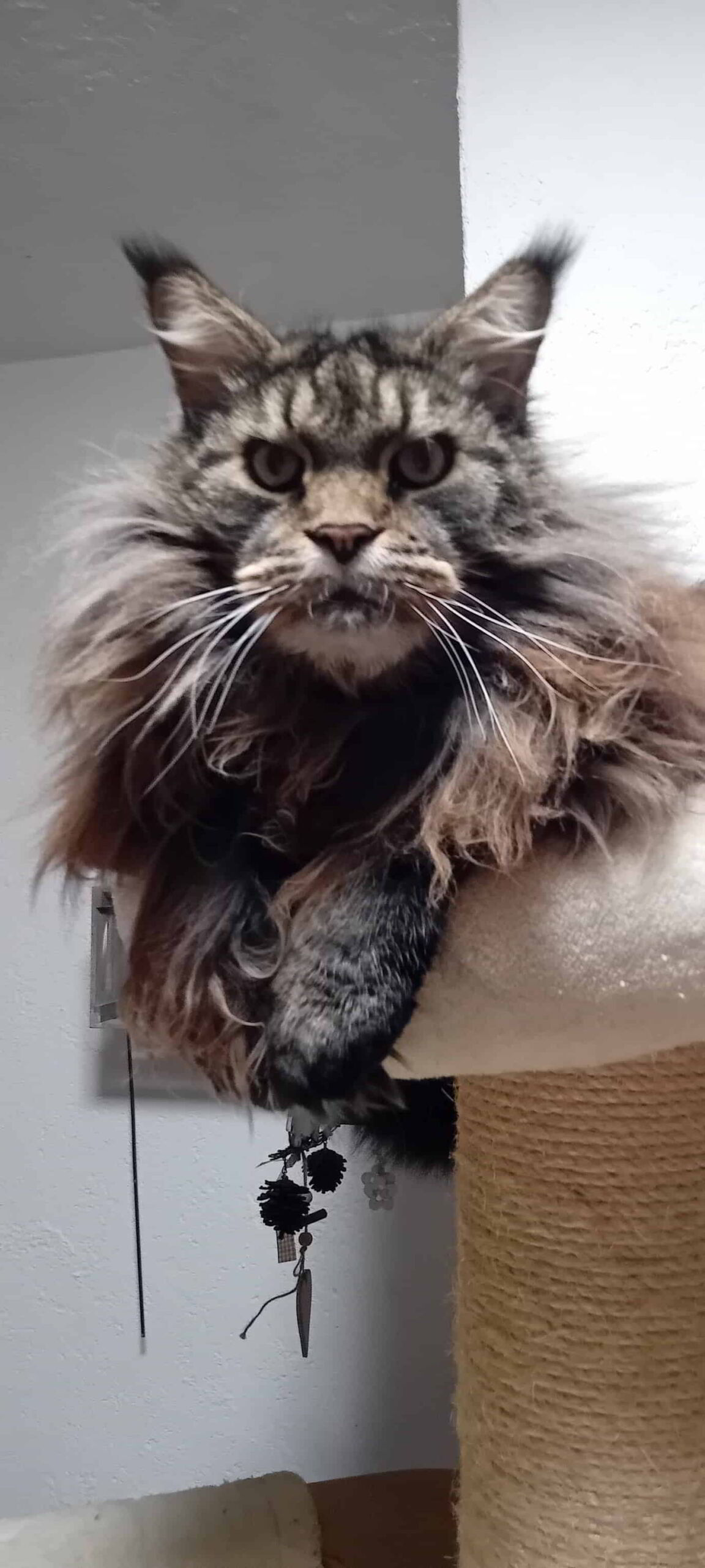 Heinz of Maine Coon Castle