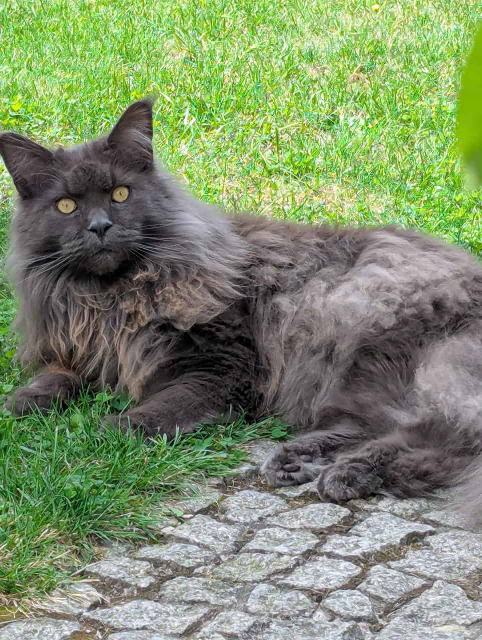 Heut wäre Georg(Greg) 4 Jahre geworden. Leider ist er im August plötzlich an Herzversagen gestorben.